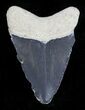 Bone Valley Megalodon Tooth #21578-1